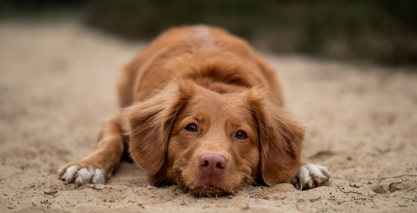 Worried about your dog's anxiety? You must read this article